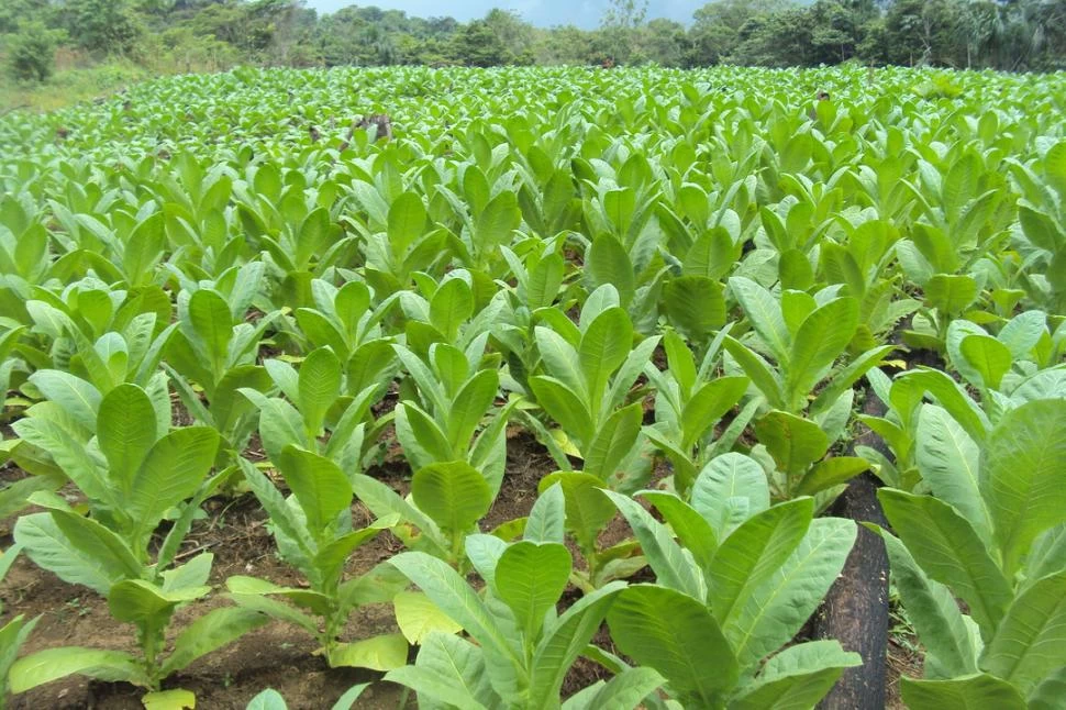 DOS HECTÁREAS. El pedido de ejecución del Banco Nación fue para la finca de un campesino del sur tucumano. PUERTOCAICEDO-PUTUMAYO.GOV.CO