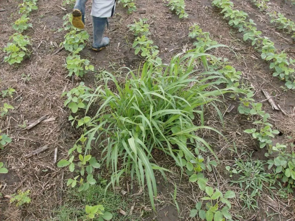 MALEZAS RESISTENTES. Se aplican altas dosis de herbicidas para su control. PICSTOPIN.COM