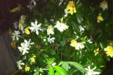 Polémica por la foto de la plantita de marihuana de Gabriela Cerruti