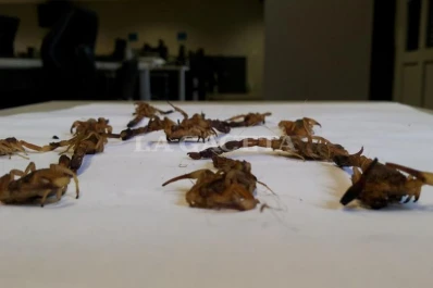 La rodearon unos 20 alacranes en un dormitorio