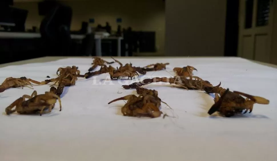 DESAGRADABLE. La familia pasó un domingo inolvidable por la aparición de los insectos. LA GACETA / FOTO DE DAVID CORREA  