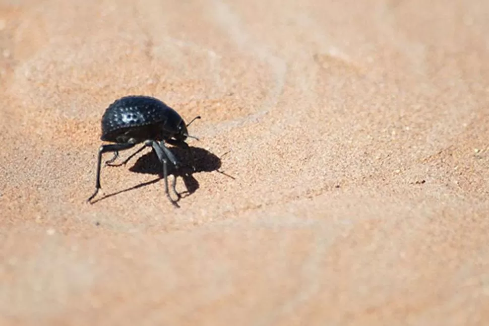 INSPIRÁNDOSE EN LA NATURALEZA. El sistema de almacenamiento es el mismo del de un escarabajo africano. FOTO TOMADA DE NBDNANO.COM