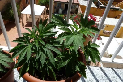 Calificaron como inconstitucional castigar el cultivo de marihuana para consumo personal