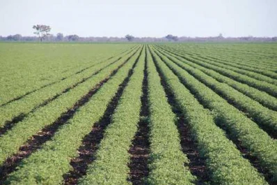 La superficie sembrada creció un 50% en Tucumán
