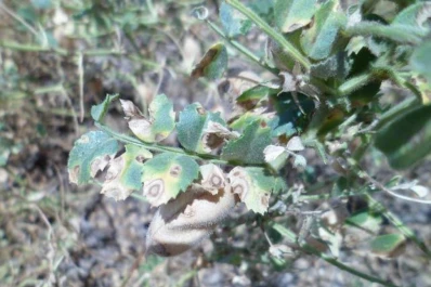 La rotación es necesaria y disminuye el daño del hongo