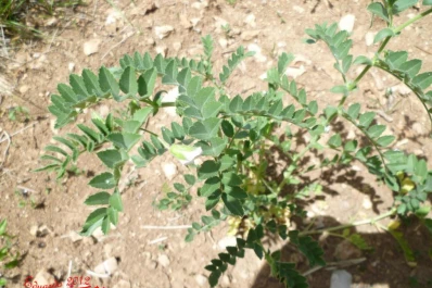 El rendimiento cultural de garbanzo cayó un 25% en la provincia debido a los efectos climáticos