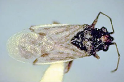 Apareció la chinche diminuta en lotes de soja de primera