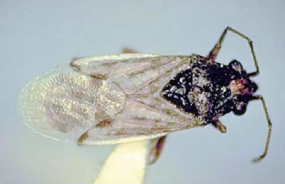 CUIDADO. Hay que monitorear la presencia de la plaga para decidir el control NUEVOABCRURAL.COM.AR