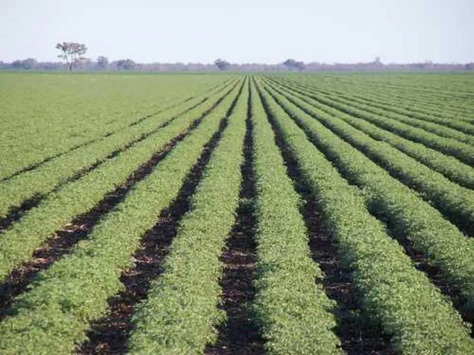 REGISTRO. Unas 28.080 hectáreas fueron sembradas en la provincia en 2012.  