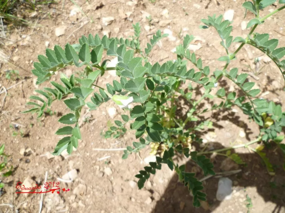GARBANZO. Los eventos climáticos redujeron los rendimientos del cultivo en la campaña 2012. No obstante hubo buenos precios y demanda. MADVAMCVSDBMASVCSDBMCASDVBCSDMAVBNAM 