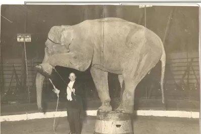 La elefanta Ernestina, diva del extinto zoológico