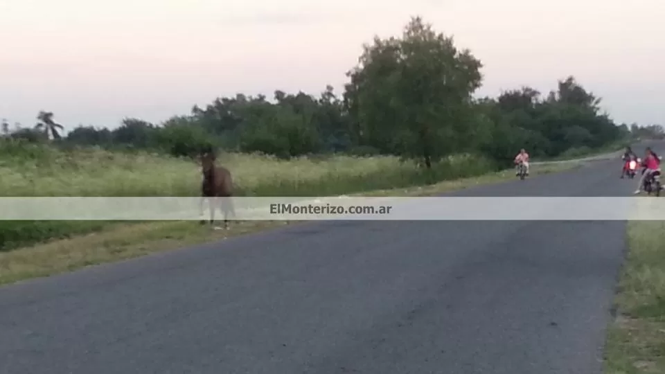 Un potrillo embistió a un motociclista en Monteros