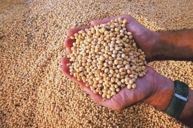 El control de patógenos en la simiente asegura el éxito