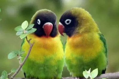 Cinco cosas que tenés que saber sobre la banda que hace furor