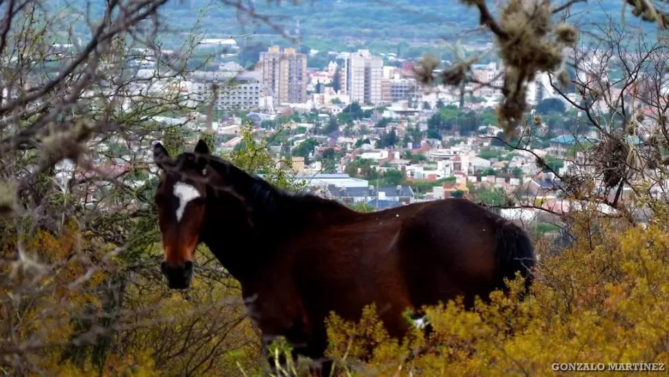 FOTO DE GONZALO MARTINEZ