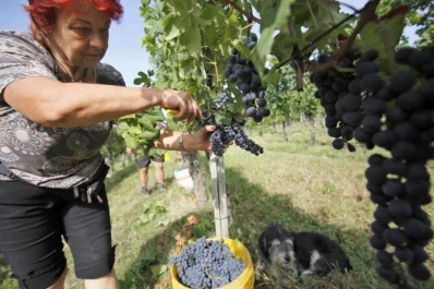 Totalizan 2.704 los pequeños vitivinicultores integrados en todo el país