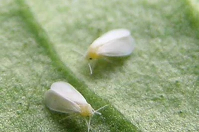 Acechan mosca y ácaro blanco, orugas y picudos
