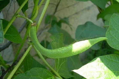 Productores y científicos ayudaron a que el  poroto tuviera una buena inserción en el NOA