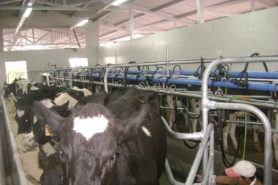 En busca del potencial lechero de Trancas