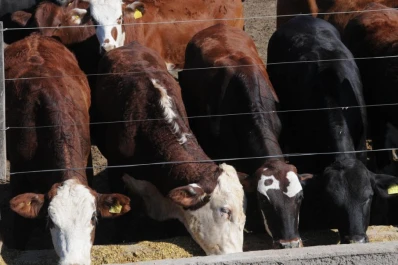 Cae la exportación de carnes de Brasil por mal de la vaca loca