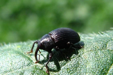 Los picudos y la oruga bolillera son las plagas que deben controlarse en las plantaciones de soja