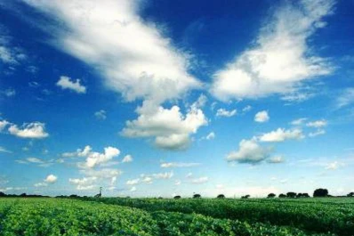 Estiman que el sector sojero cosechará unos 53 millones de t