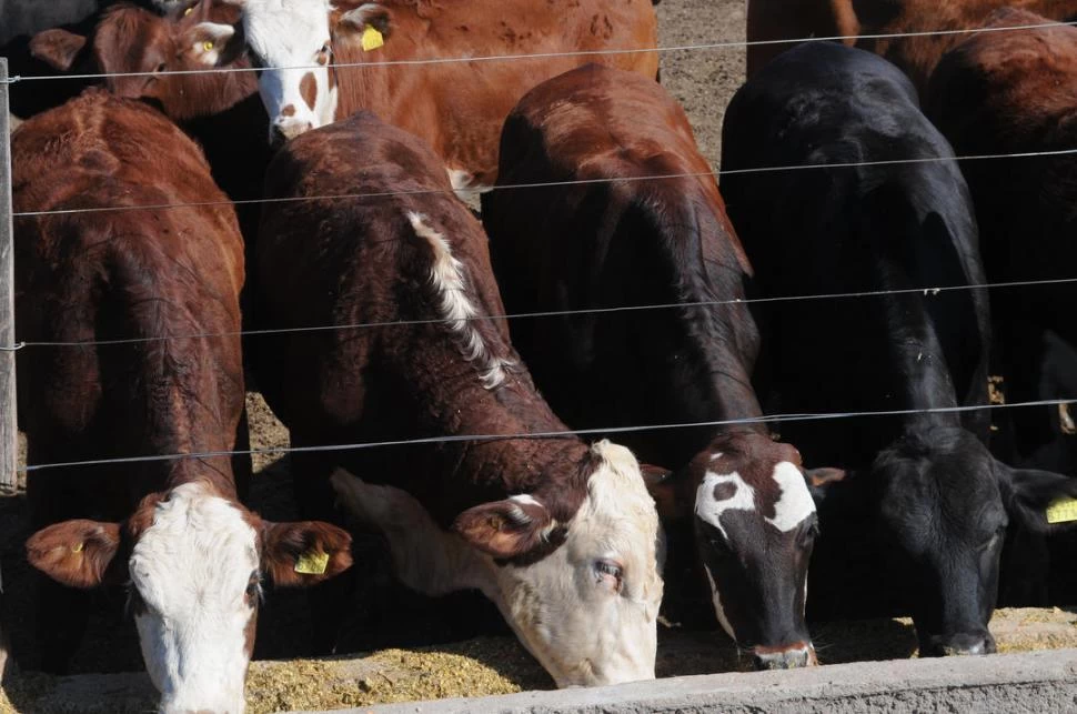 REACCIONES. Los mercados bloquearon las compras de carnes a Brasil, por el informe sanitario.  LA GACETA / FOTO DE HECTOR PERALTA 