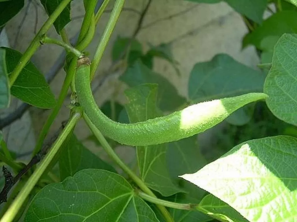 APORTE CIENTÍFICO. Los centros de investigación de la región realizaron aportes técnicos, que ayudaron a obtener variedades que se adaptan al NOA.  