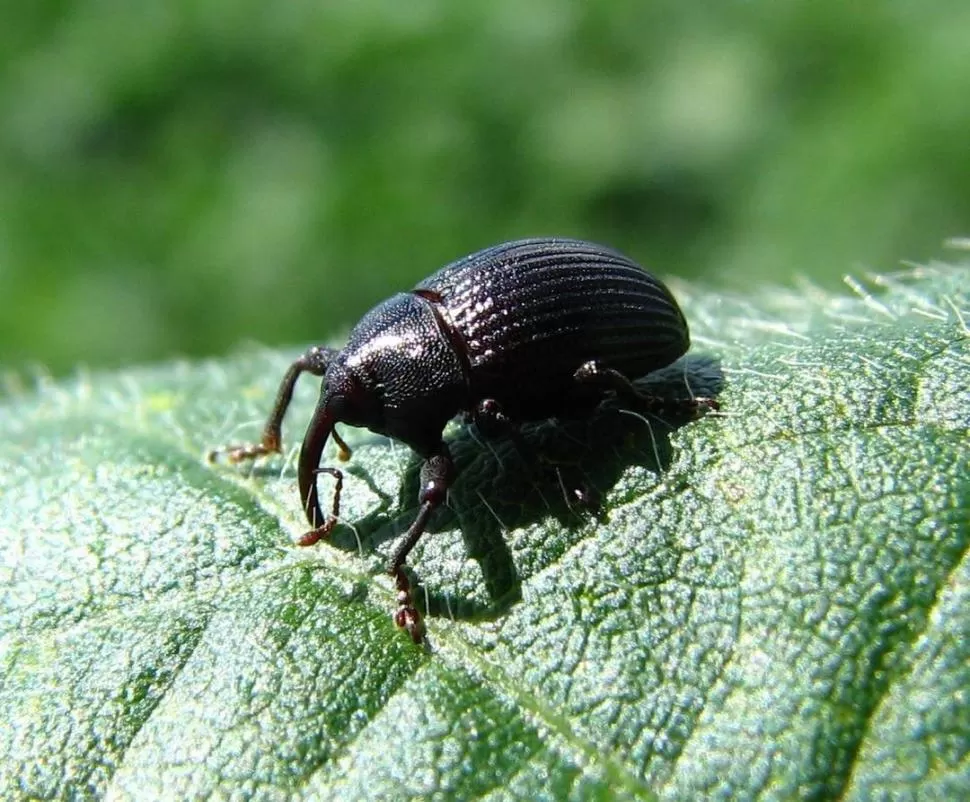 AUN PERMANECE EN EL CAMPO. El picudo negro también es una plaga que hay que controlar en el cultivo de soja. FOTOS GENTILEZA EEAOC 