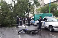Un lapacho cayó en plena avenida y mató a un motociclista
