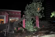 En octubre, un árbol causó pánico en el bar Mirasoles