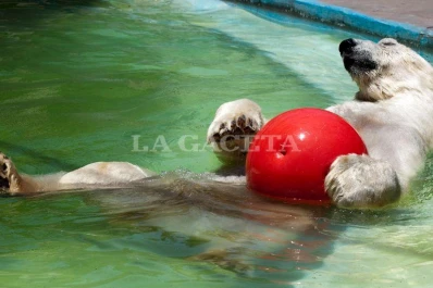 El último oso polar porteño murió por la ola de calor