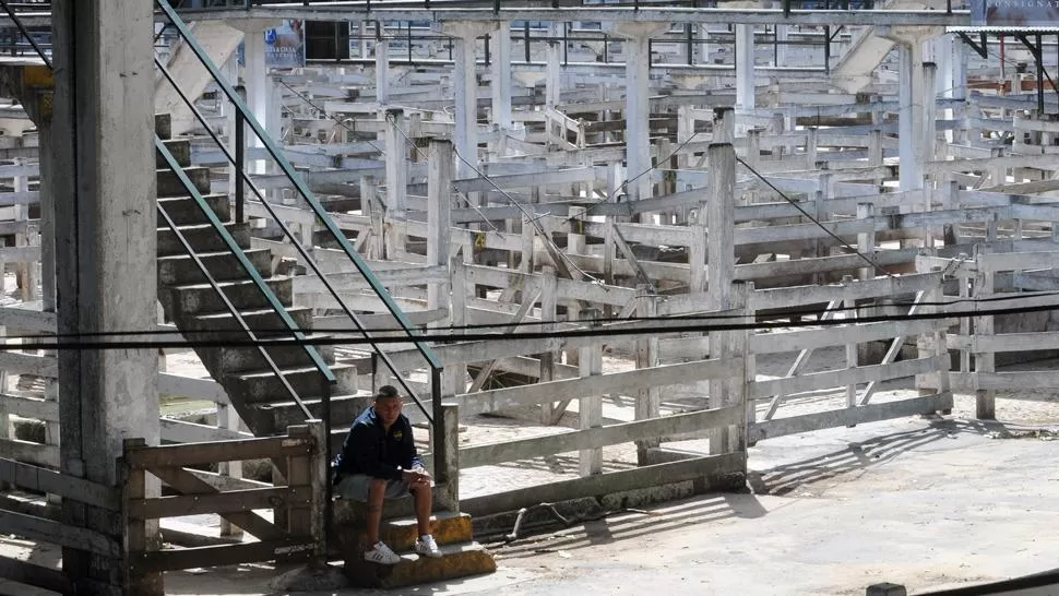 DESOLADO. Al Mercado de Hacienda, en el barrio de Mataderos, sólo ingresaron ayer 1.382 animales. En días normales entran unos 6.000 vacunos. TELAM