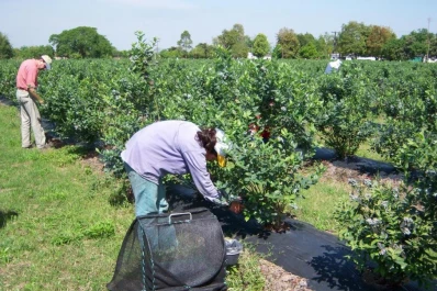 El IDEP se transformó en un aliado estratégico del sector arandanero para comerciar con el mundo