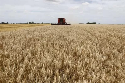 Avanzan las investigaciones del INTA  para descifrar el genoma del trigo