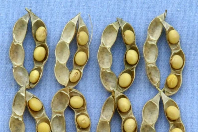 Don Mario Semillas se posiciona por  su genética