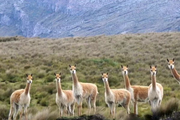 Salta y el NOA se preparan para realizar el relevamiento de vicuñas