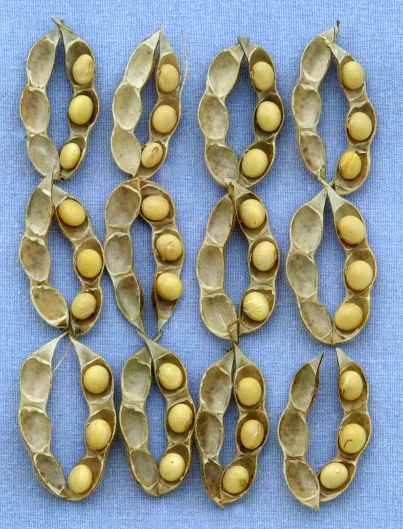 MERCADO. La semillera ofrece, entre otras, variedades de soja. REUTERS