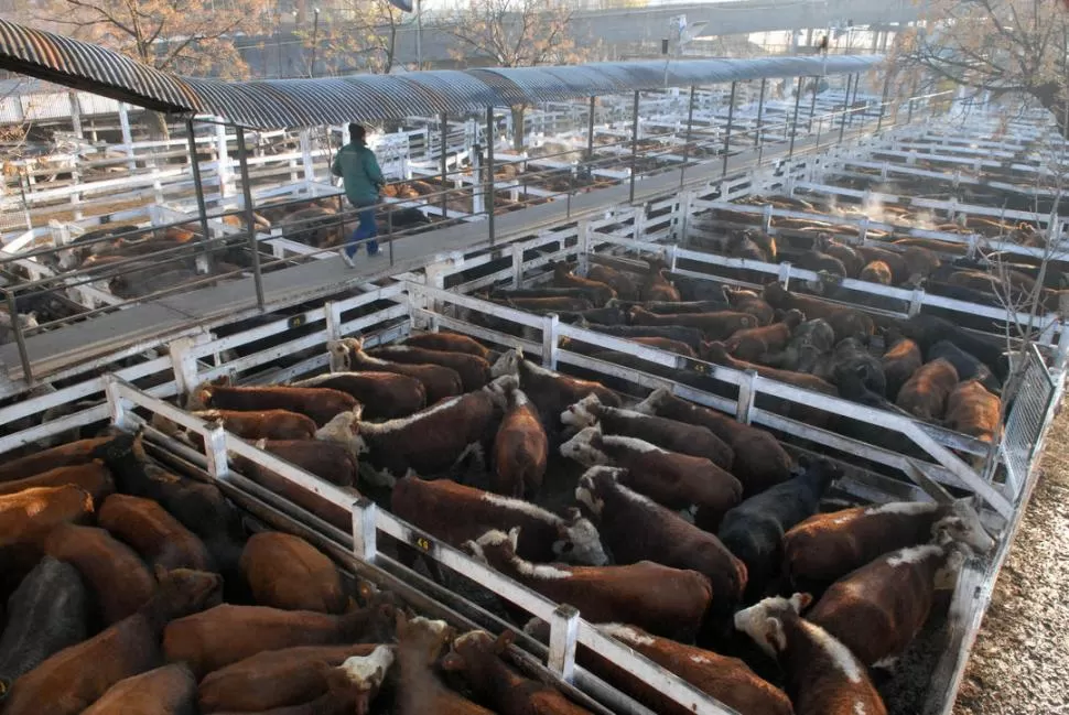 POCO A POCO. Está aumentando la población de lotes ganaderos. TELAM (ARCHIVO)