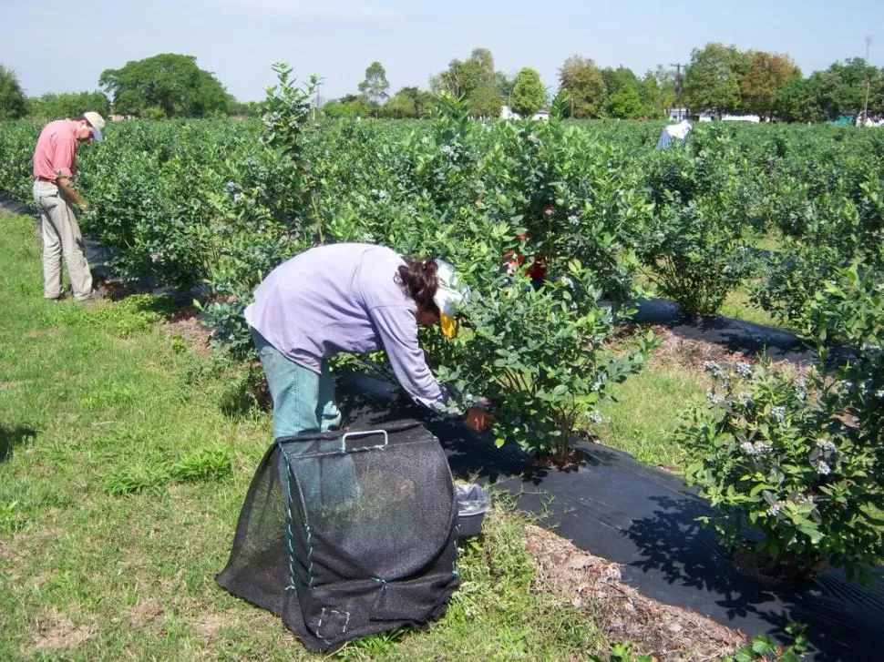 TRABAJO DE ESPECIALISTAS. La cosecha de arándanos es una de las actividades productivas que demanda más mano de obra en los campos de Tucumán. 