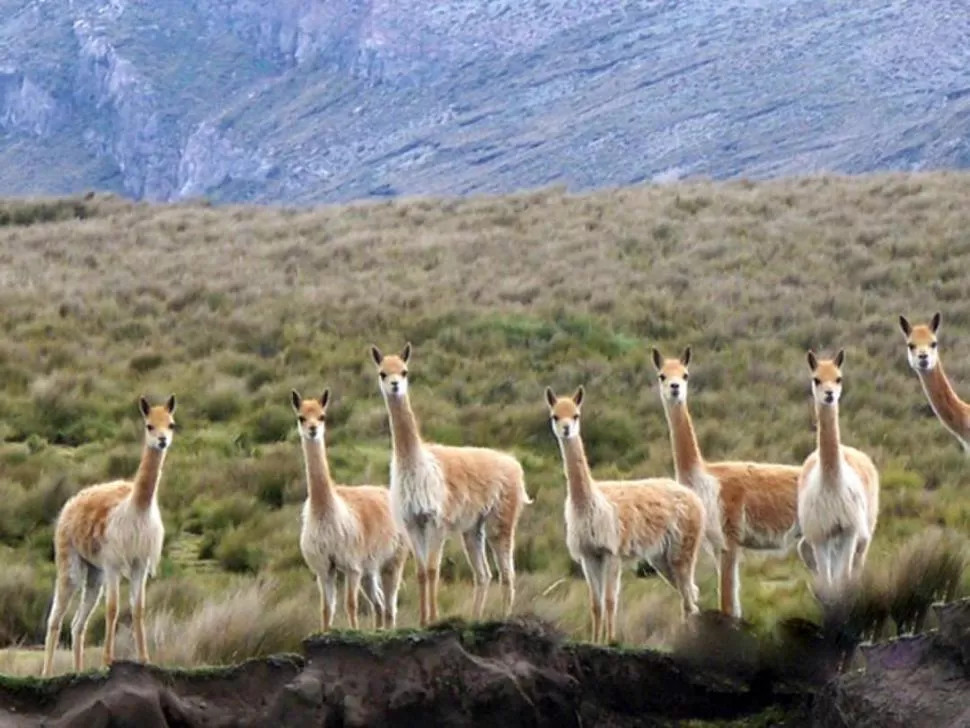 TODO POR SABER. Los investigadores quieren conocer la población de animales y las costumbres de las manadas.  