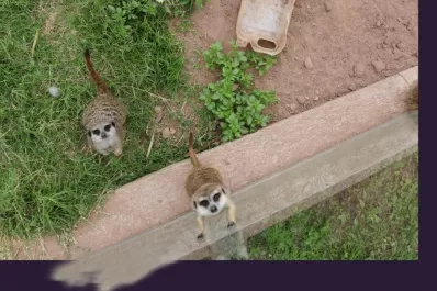 La temporada arranca con tres cachorros de tigre, cuatro ositos y simpáticas suricatas