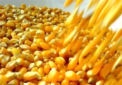 DISPAR. La cosecha fue puntual en algunos lugares, pero no en general. CAPITAL.COM.PA