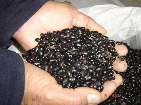 OPCIÓN. Productores se volcaron al poroto ante el escenario de seca.  EEAOC.ORG.AR