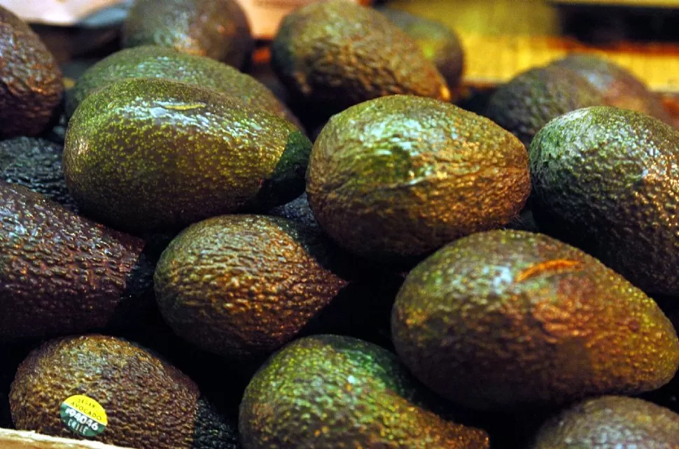 CALIDAD. La palta tucumana es muy apreciada en los mercados externos. AGROECONOMICA.PE