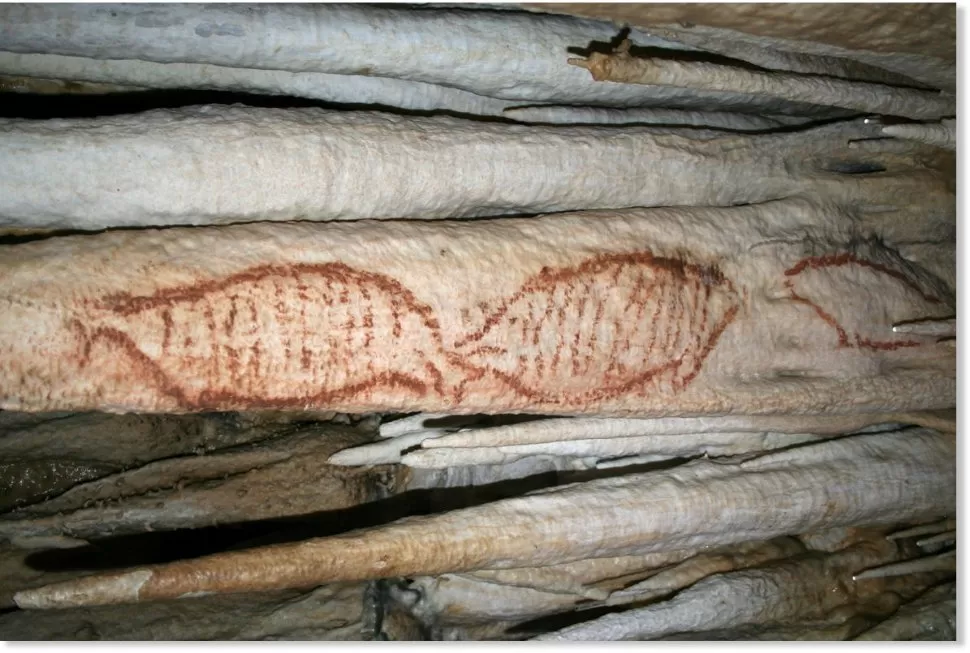 SORPRENDENTE. Las focas eran el alimento del hombre de neandertal. INFOAHORA.WORDPRESS.COM