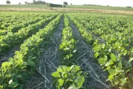 Sólo sembramos entre un 20% y un 30%