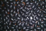 No es tan fácil salir de la soja y pasarse al poroto