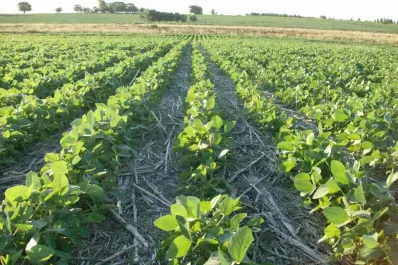 Sólo sembramos entre un 20% y un 30%