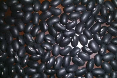 No es tan fácil salir de la soja y pasarse al poroto